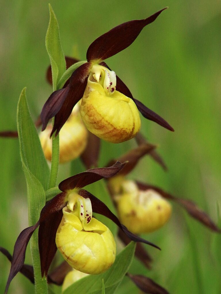 Óbükk, Vajdavár, kirándulás Váraszó, Szalajka-ház, vendégház, Tarnavidéki Tájvédelmi körzet, Heves-Borsodi dombság, Boldogasszony papucs