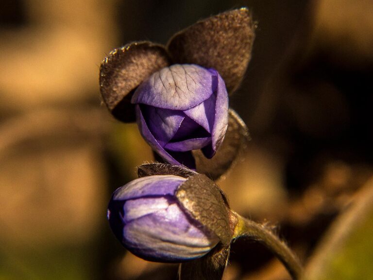 Óbükk, Vajdavár, kirándulás Váraszó, Szalajka-ház, vendégház, Tarnavidéki Tájvédelmi körzet, Heves-Borsodi dombság, májvirág