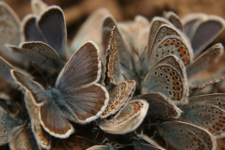 Óbükk, Vajdavár, kirándulás Váraszó, Szalajka-ház, vendégház, Tarnavidéki Tájvédelmi körzet