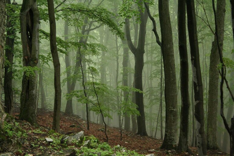 Óbükk, Vajdavár, kirándulás Váraszó, Szalajka-ház, vendégház, Tarnavidéki Tájvédelmi körzet