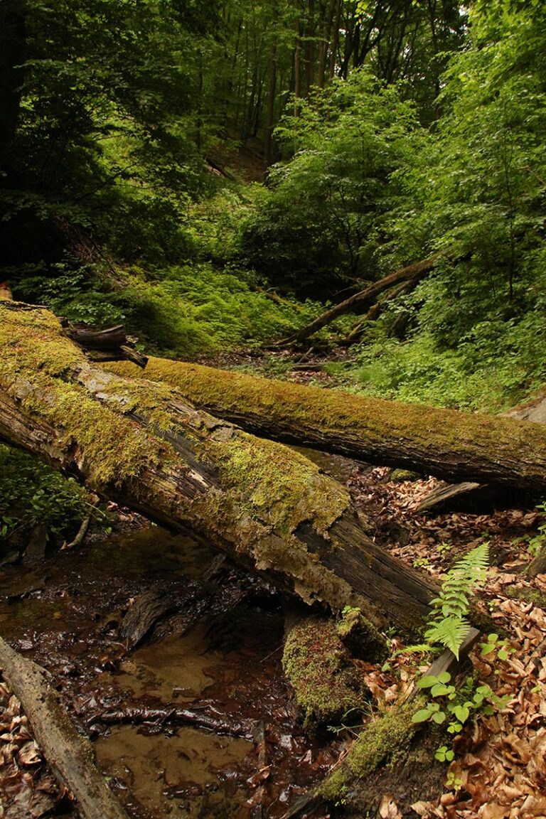 Óbükk, Vajdavár, kirándulás Váraszó, Szalajka-ház, vendégház, Tarnavidéki Tájvédelmi körzet