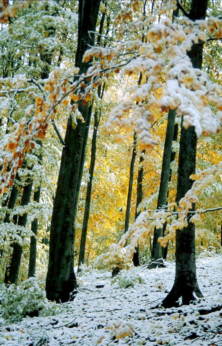 Óbükk, Vajdavár, kirándulás Váraszó, Szalajka-ház, vendégház, Tarnavidéki Tájvédelmi körzet